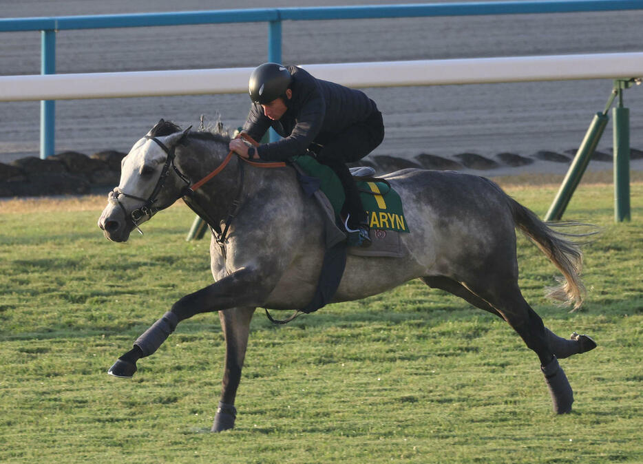 R・ムーア騎手を背に京都競馬場の芝コースで追い切るチャリン（撮影・白石智彦）