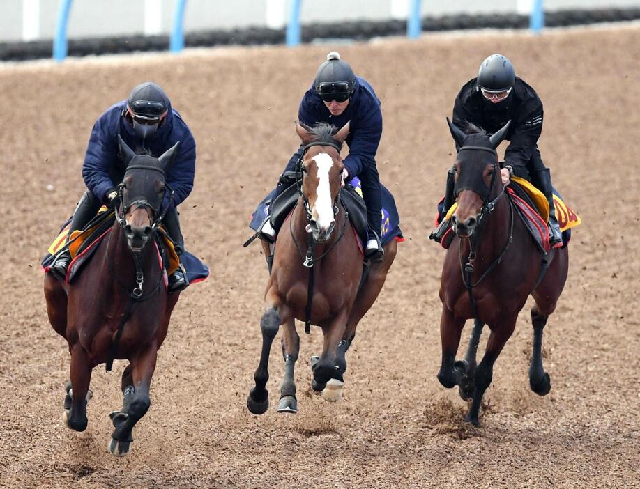 　美浦Ｗで力強い動きを見せたチェルヴィニア（中央）＝撮影・佐々木彰尚