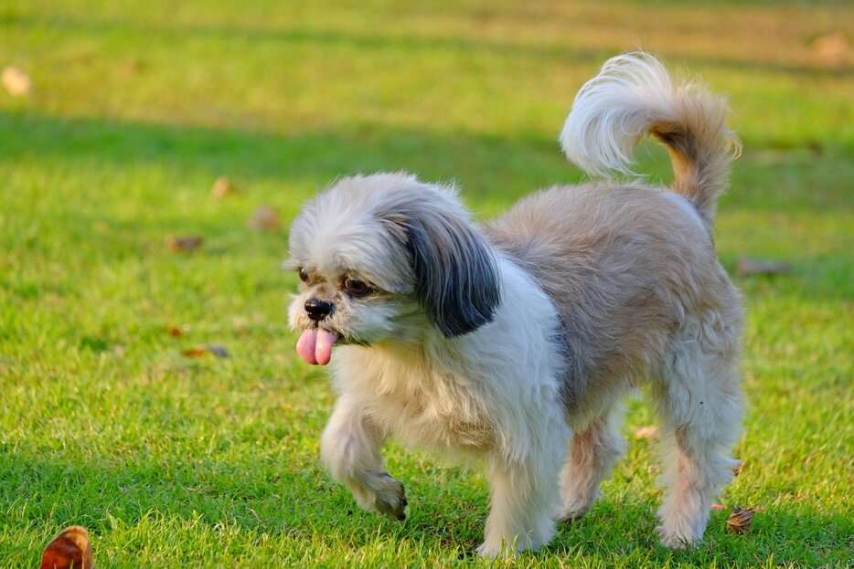 シーズーのパピー犬 Photo：Michael Mong/Shutterstock※写真はイメージです