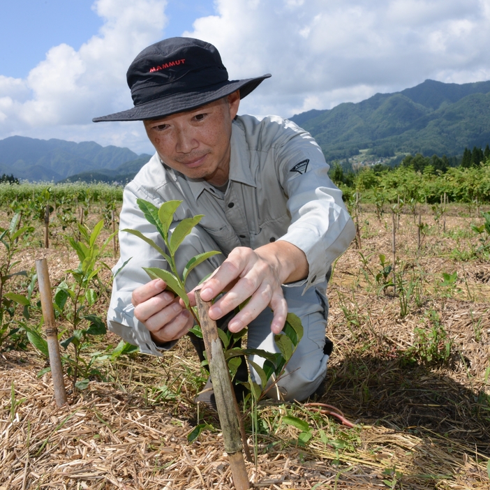 茶葉の生育を確認する白岩さん