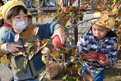 リンゴの収穫を楽しむ園児