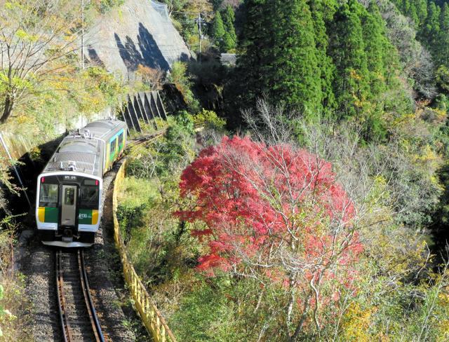 晩秋の中を駆け抜ける久留里線=2021年11月27日、千葉県君津市の上総松丘―上総亀山間、三嶋伸一撮影