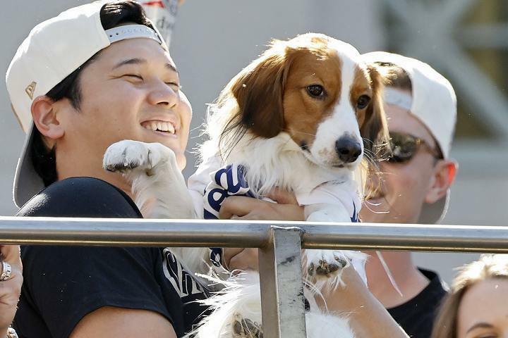 主人の大谷とともに優勝パレードに参加したデコピン。いまやスーパースターのような存在感だ。(C) Getty Images