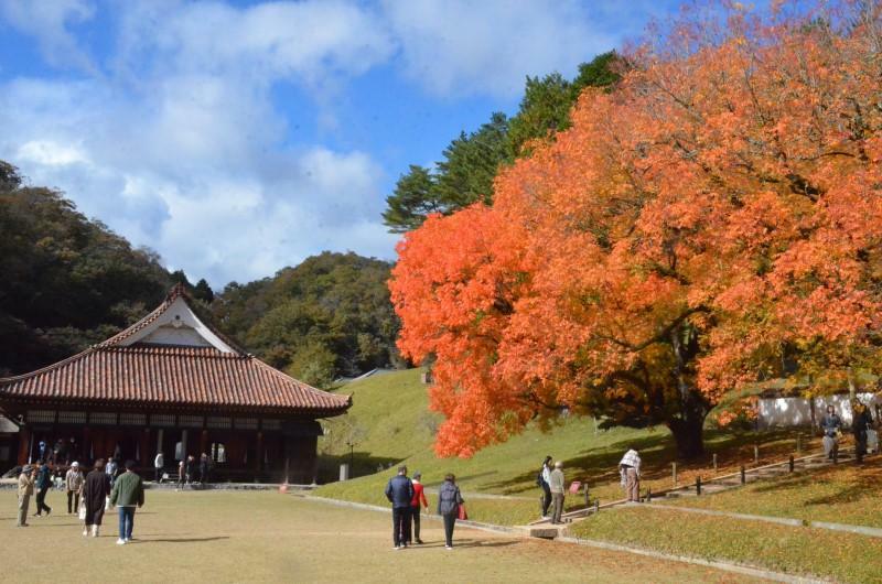 鮮やかに色づいた楷の木と国宝・講堂（左）