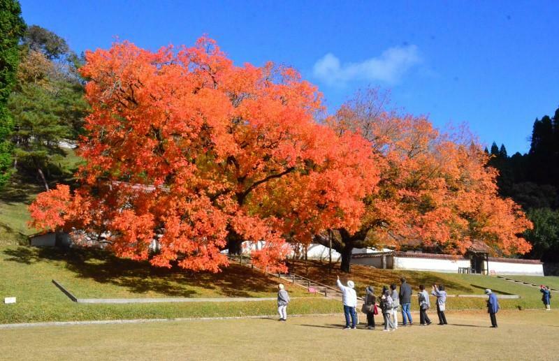 青空に映える楷の木の紅葉