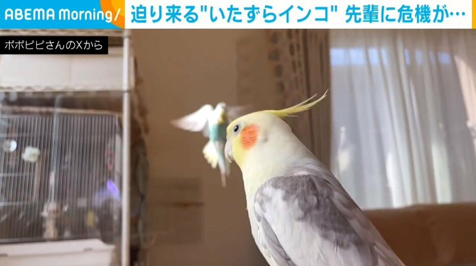 オカメインコのポポくん（14歳）