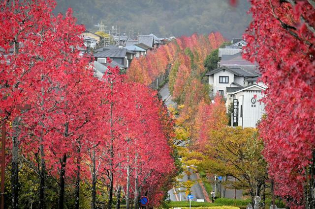 見頃を迎えたモミジバフウの並木道=2024年11月18日午前11時24分、京都市西京区、日比野容子撮影