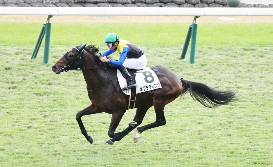 ネブラディスクは完勝で初陣を飾った=24日、京都競馬場