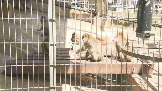 足羽山公園遊園地のサル舎に野生のサルが接近(資料)