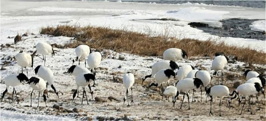 韓国江原道鉄原にやってきて餌を食べるタンチョウ(c)news1