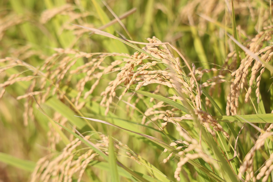 稲刈り間近の稲穂＝９月１１日、宮城県大崎市