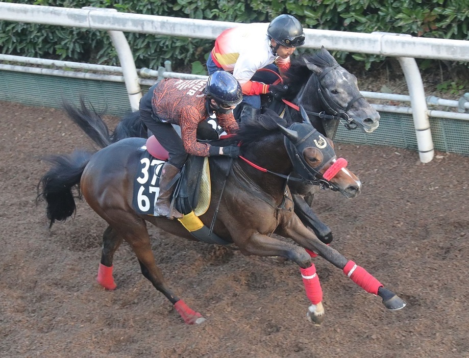 間隔を空けたこともあり馬体に実が入ってきたローレルオーブ(手前)