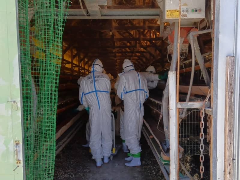 鳥インフルエンザが発生した養鶏場で防疫作業を行う関係者＝１９日、本巣市内（写真：岐阜県提供）