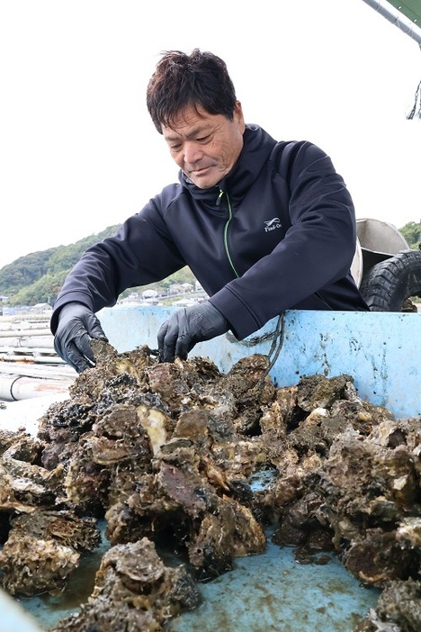 死滅したカキを見詰める福島さん＝長崎市戸石地区沖