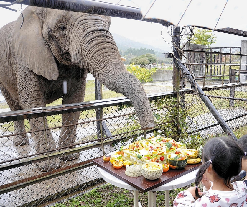 特製ケーキに鼻を伸ばすアフリカゾウのアキ