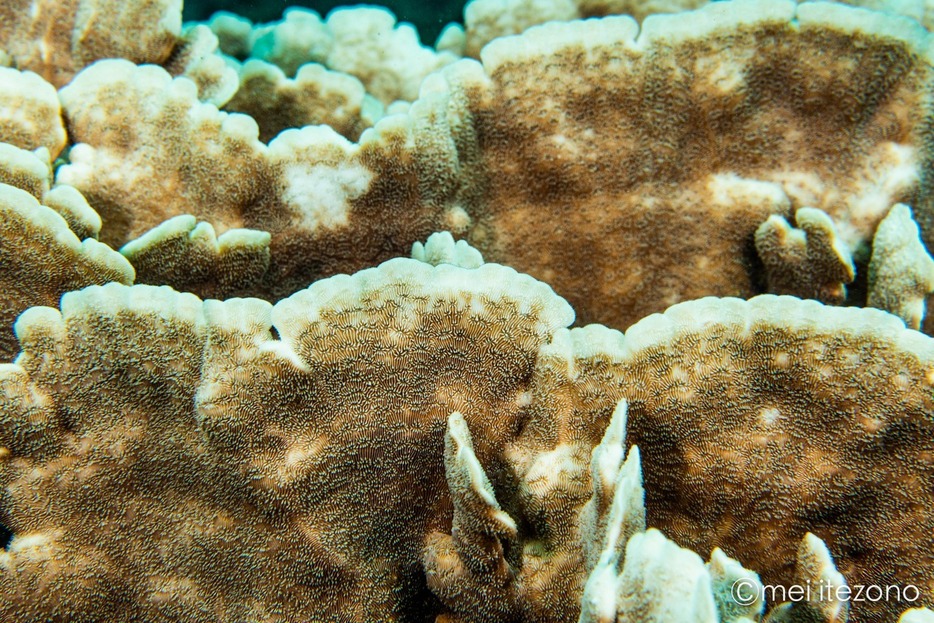 高水温の影響で白化するシコロサンゴ