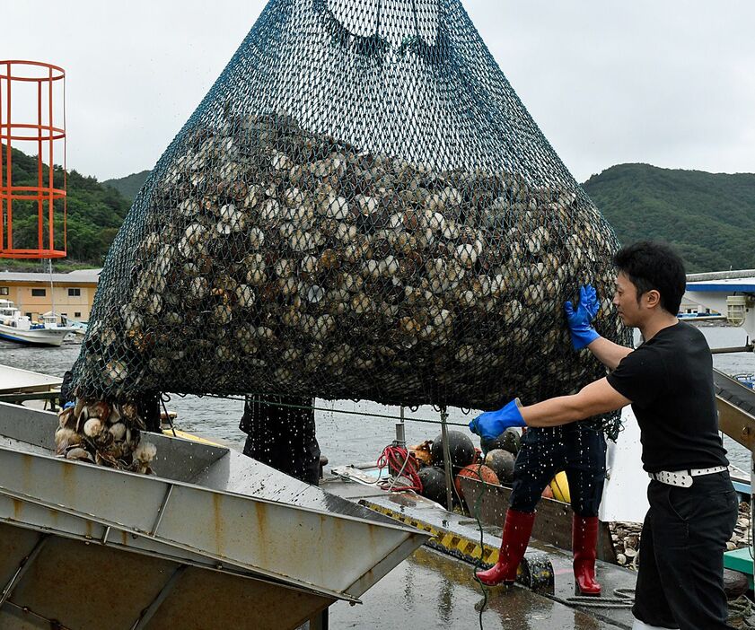 平成以降最低の水揚げとなる見通しの県産ホタテ＝7月、平内町