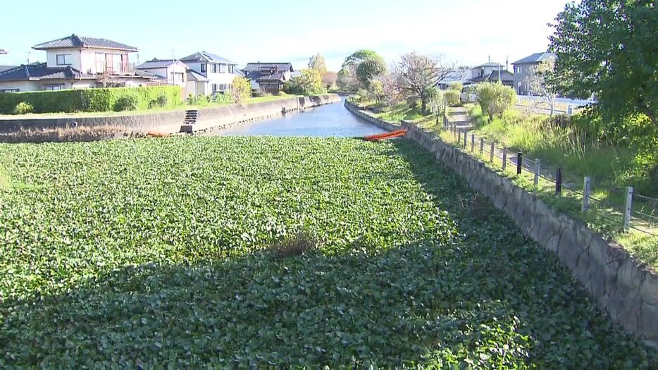 【画像】外来種の水草「ホテイアオイ」大量発生で水路を埋め尽くす