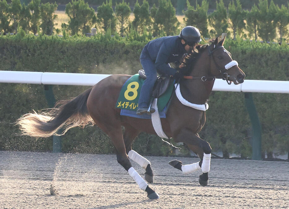 京都競馬場のダートコースを左回りでキャンター調整するメイデイレディ（撮影・白石智彦）