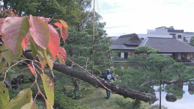 木々も冬支度＝1日午前10時ごろ、福井市宝永・養浩館庭園