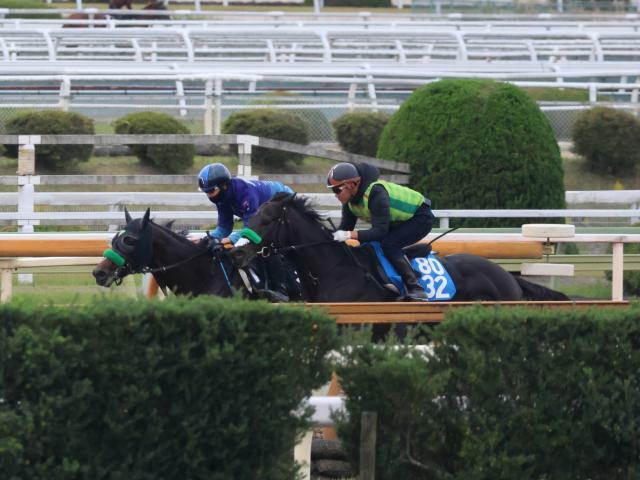 東京スポーツ杯2歳Sに出走予定のサトノシャイニング(写真奥、撮影：井内利彰)