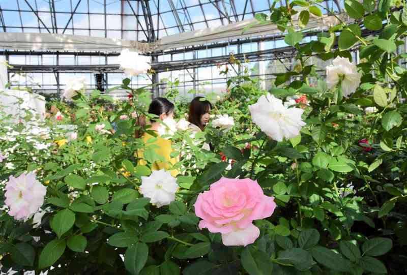 「ASO　MILK　FACTORY」のドームで見頃を迎えたバラの花＝6日、阿蘇市