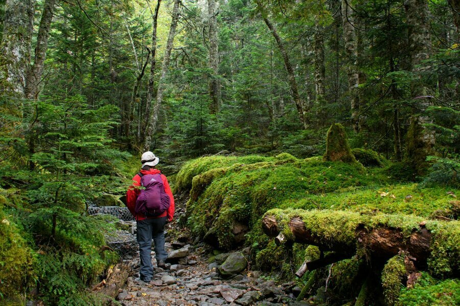 夏沢峠とオーレン小屋を繋ぐ登山路は苔むした森が広がる独特の雰囲気