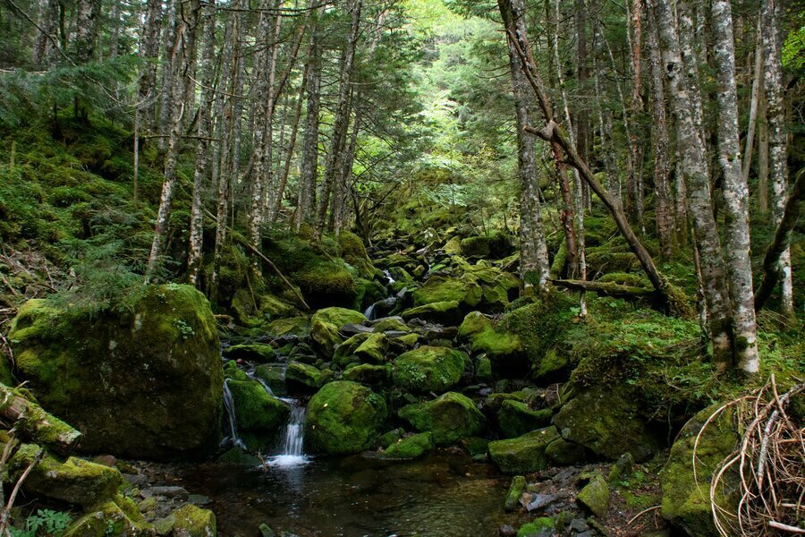 オーレン小屋が近づくと苔むした森が広がる北八ヶ岳らしい景色になっていく