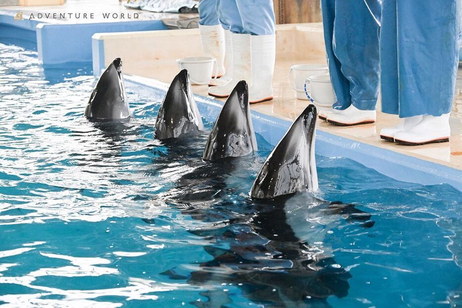 のとじま臨海公園水族館に戻ったカマイルカ（石川県七尾市で）＝アドベンチャーワールド提供