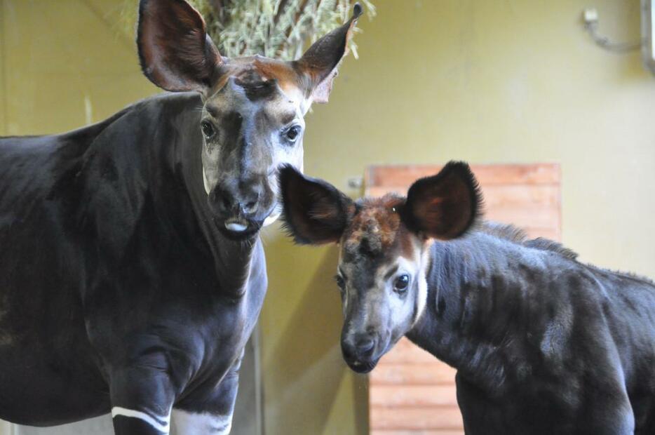 オカピの親子（写真提供＝よこはま動物園ズーラシア）