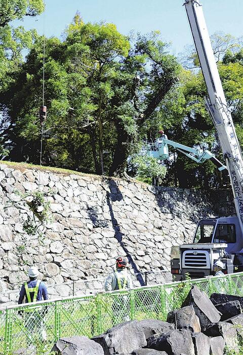 石垣の上に生えた樹木を伐採する作業員