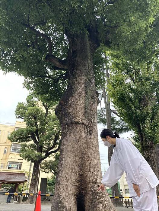 幹などの一部が焼けた樹齢２５０年のクスノキ＝１０月３日午後４時５５分ごろ、横浜市南区の日枝神社