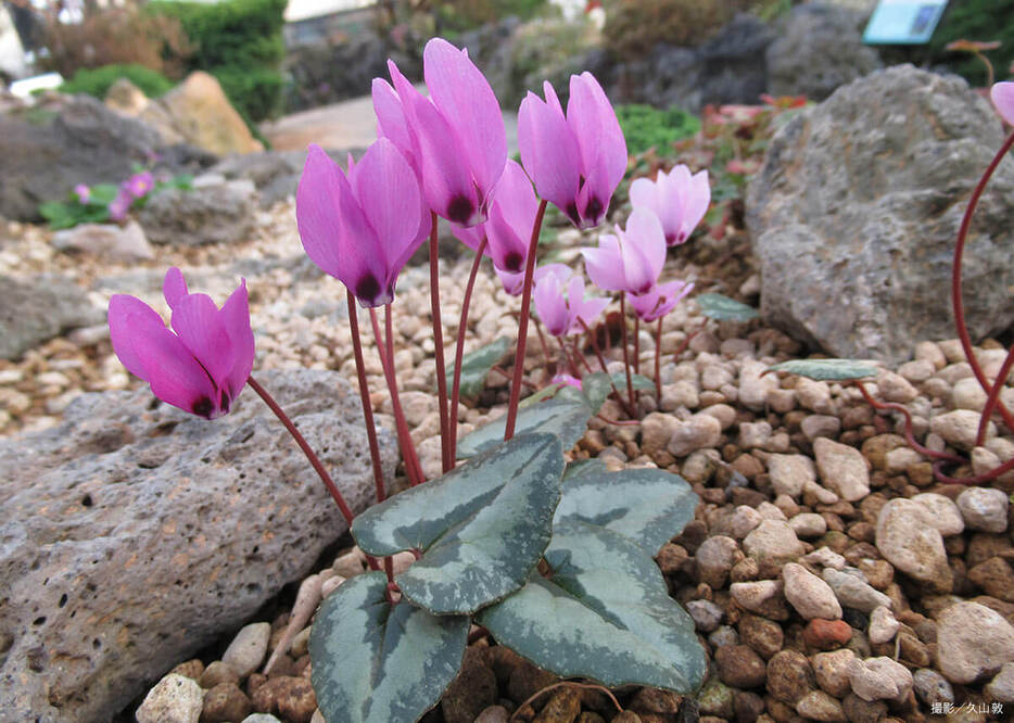 濃いピンクの立派な花が美しいプセウディベリクム。（写真提供／久山敦）