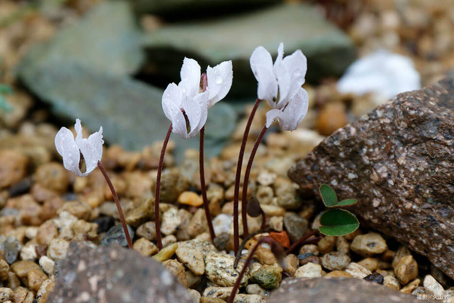 花にはねずみ色の縦縞が入るインタミナツム。花は1～2cmほどでとても小さくてかわいい。（写真提供／久山敦）