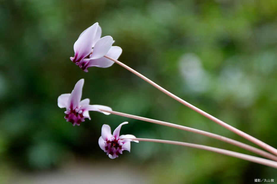 クレタ島で自生するコンフスム。四倍体で花が大きく葉が厚い。（写真提供／久山敦）