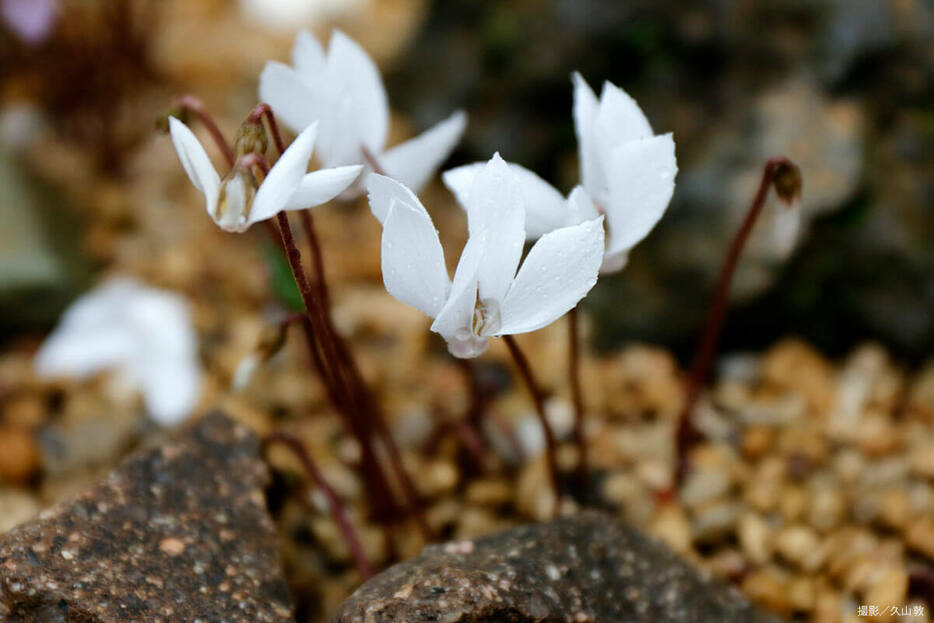 白花が可憐なキリキウム。（写真提供／久山敦）