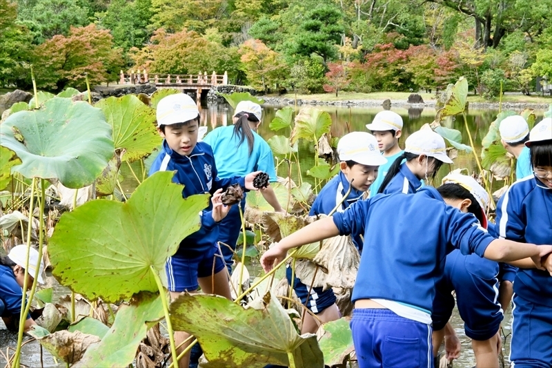 協力してハスの種を採取する児童