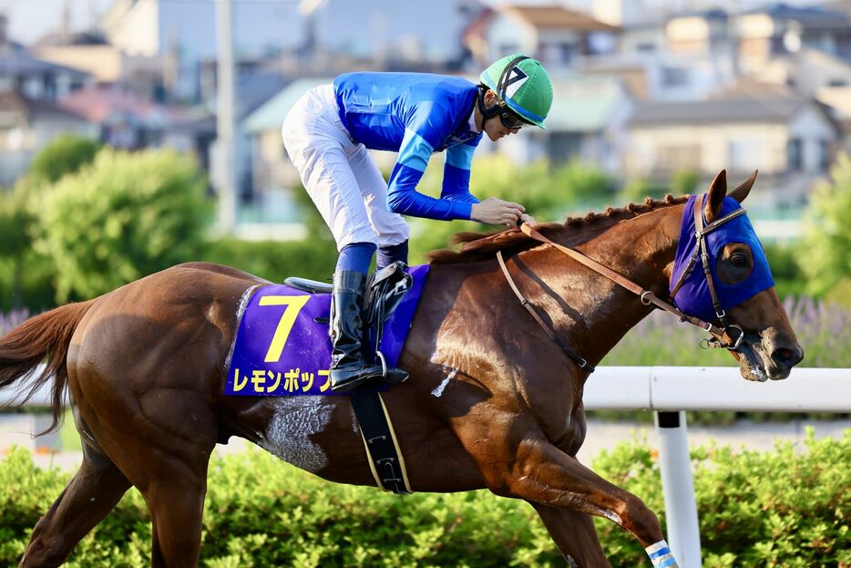 さきたま杯・レモンポップと坂井瑠星騎手 (C)Hiroki Homma