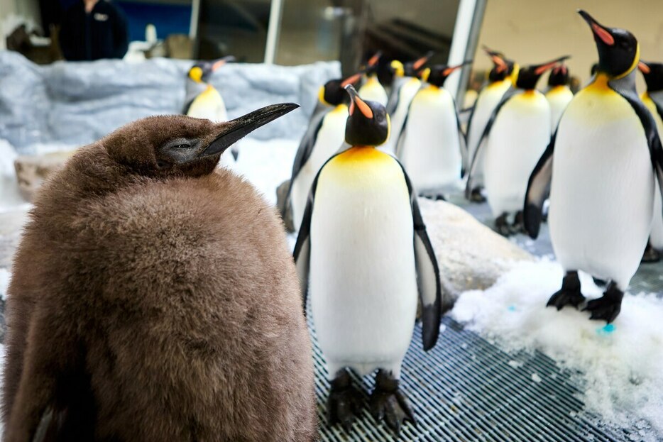 キングペンギンのペストくんは、2024年1月にオーストラリアのメルボルンで生まれた。その大きな体を映した動画は、瞬く間にソーシャルメディアで拡散された。（Photograph By SEA LIFE Melbourne Aquarium）