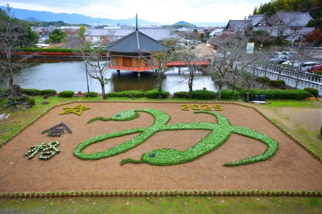 パンジーを植栽して来年の干支「巳」をデザインした「ジャンボ干支花絵」=28日、桜井市阿部の安倍文殊院