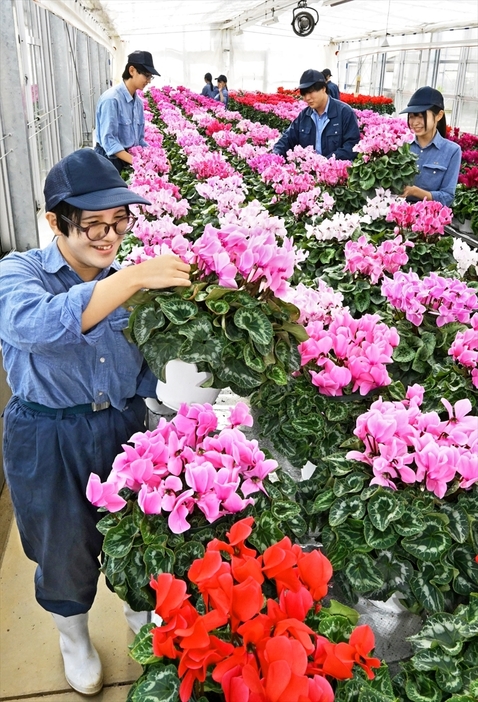 岩瀬農高の温室で咲き始めたシクラメン