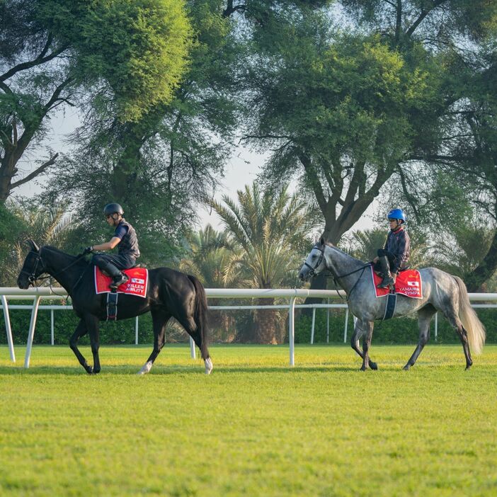 キラーアビリティ（左）とヤマニンサンパ（右） (C)THE Bahrain TURF CLUB