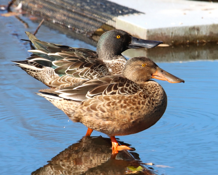 水辺に並び、シンクロしているかのような動きを見せる冬鳥の「ハシビロガモ」。きょうは「小雪」と「いい夫婦の日」＝2024年11月22日午前10時7分、兵庫県丹波篠山市内で