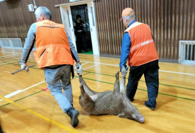 中学校の体育館で捕獲されたイノシシ=2024年10月31日、久留米市東町、久留米市提供