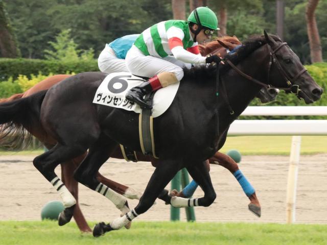 デビュー2連勝を狙うヴィンセンシオ(今年8月撮影、ユーザー提供：もふさん)