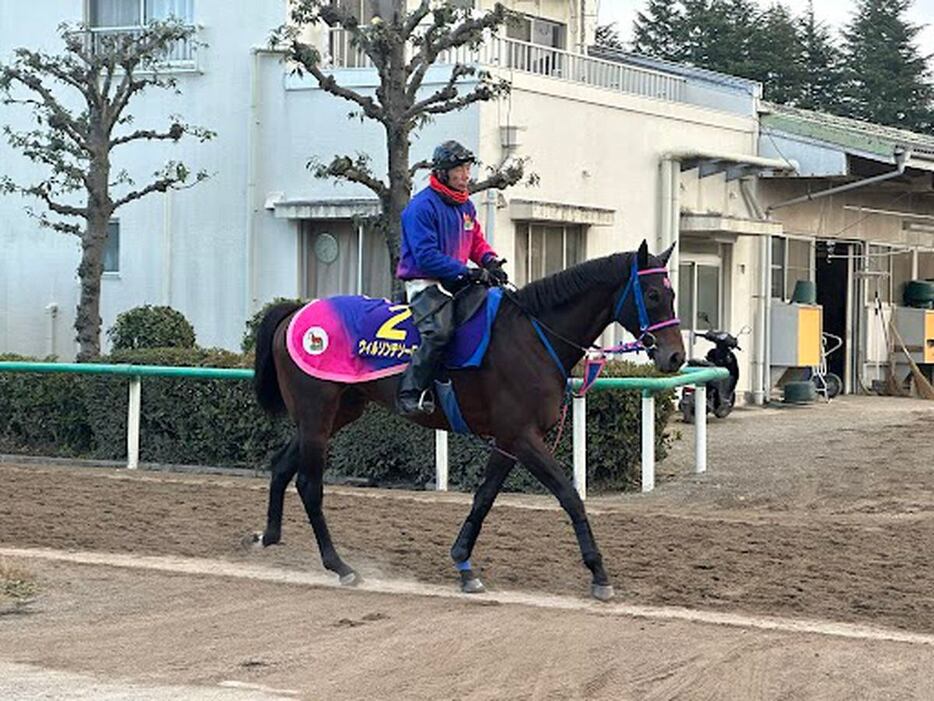 ウィルソンテソーロ＝美浦トレセン