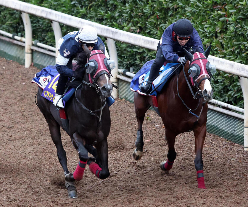 藤岡佑騎手を背に坂路をホークフィールド（右）と併せ馬で追い切るペプチドナイル（撮影・白石智彦）