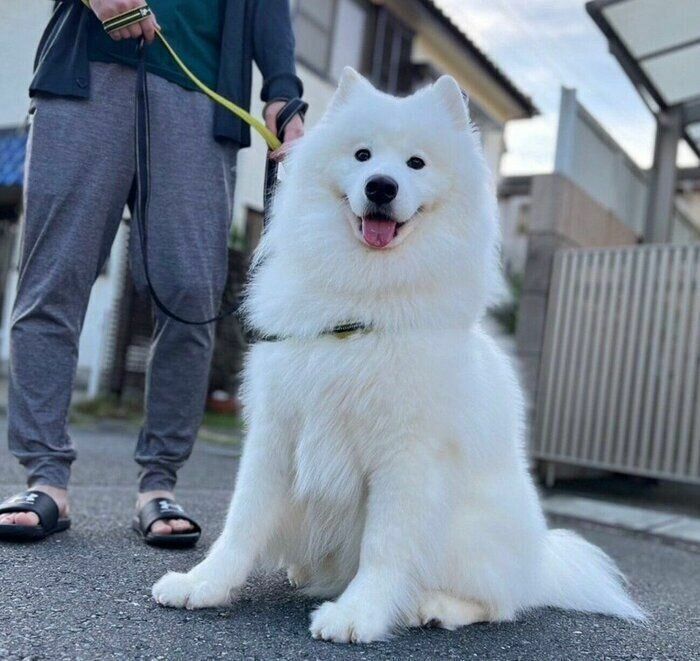 「久しぶりの晴天で楽しい朝んぽをしたサモエド」