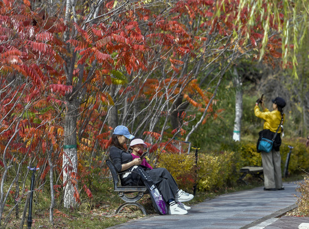 新疆ウイグル自治区ウルムチ市にある公園でくつろぐ人たち（2024年10月11日撮影、資料写真）。