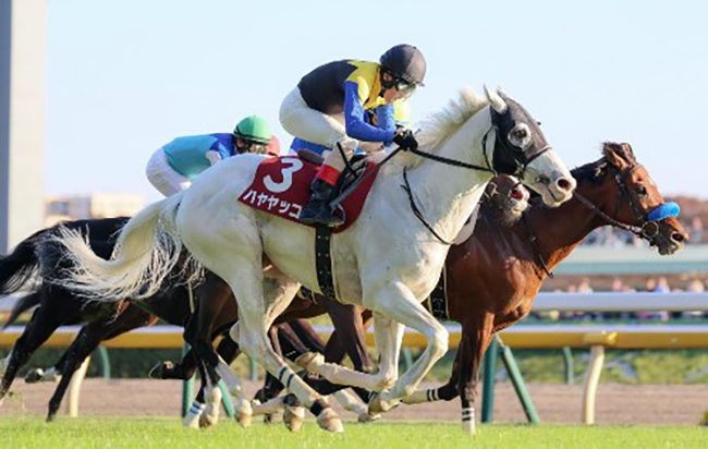 10番人気のハヤヤッコが最後方からの差し切りで重賞3勝目